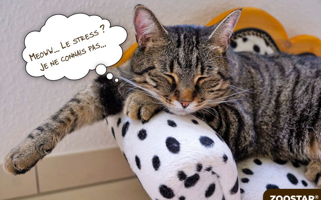 Le stress de votre chat : Comment se présente-t-il ?