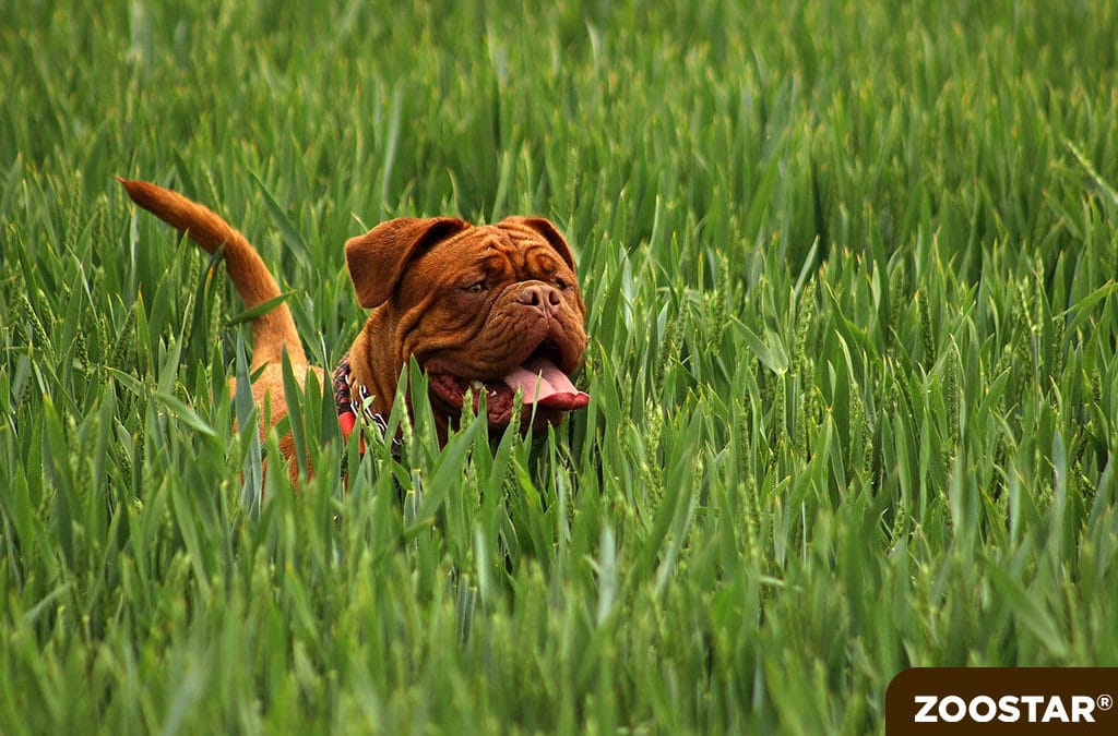 Les tiques chez le chien : Comment le protéger ?