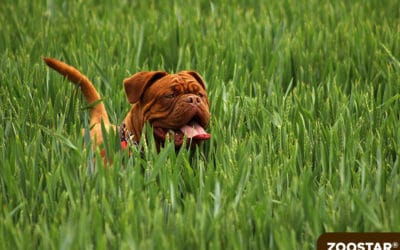 Les tiques chez le chien : Comment le protéger ?