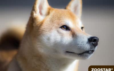 Shiba Inu : Présentation d’un trésor national