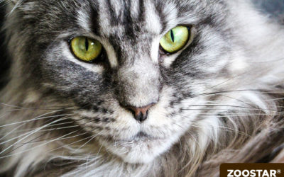 Le Maine Coon : Présentation d’un chat élégant et majestueux