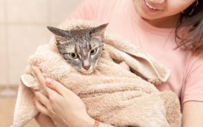 Hygiène : Comment laver son chat ?