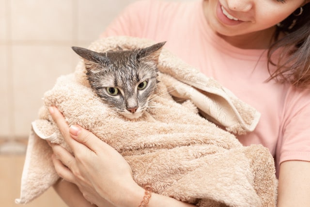 Hygiène : Comment laver son chat ?