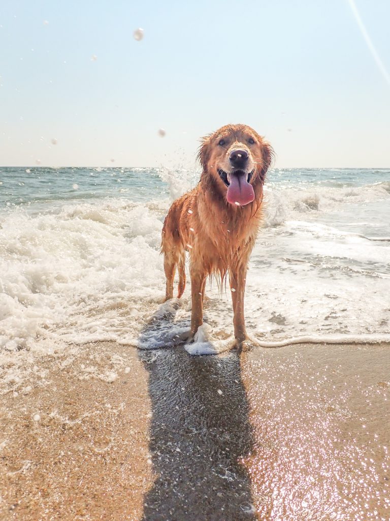 Chien au bord de la mer