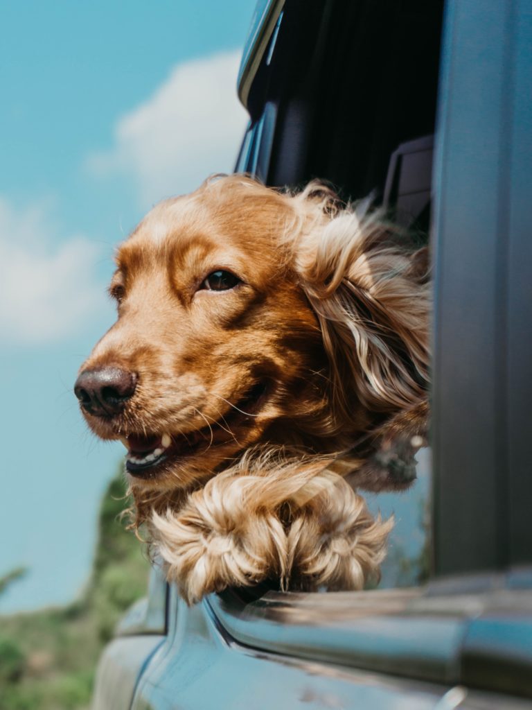 Chien en voiture