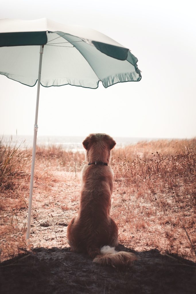 Chien sous un parasol qui regarde la mer