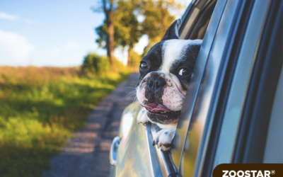 Partir en vacances avec son chien