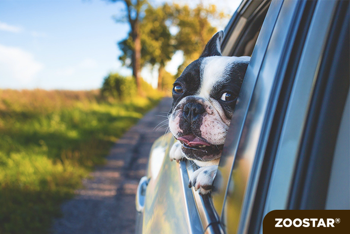 Chien qui part en vacances en voiture