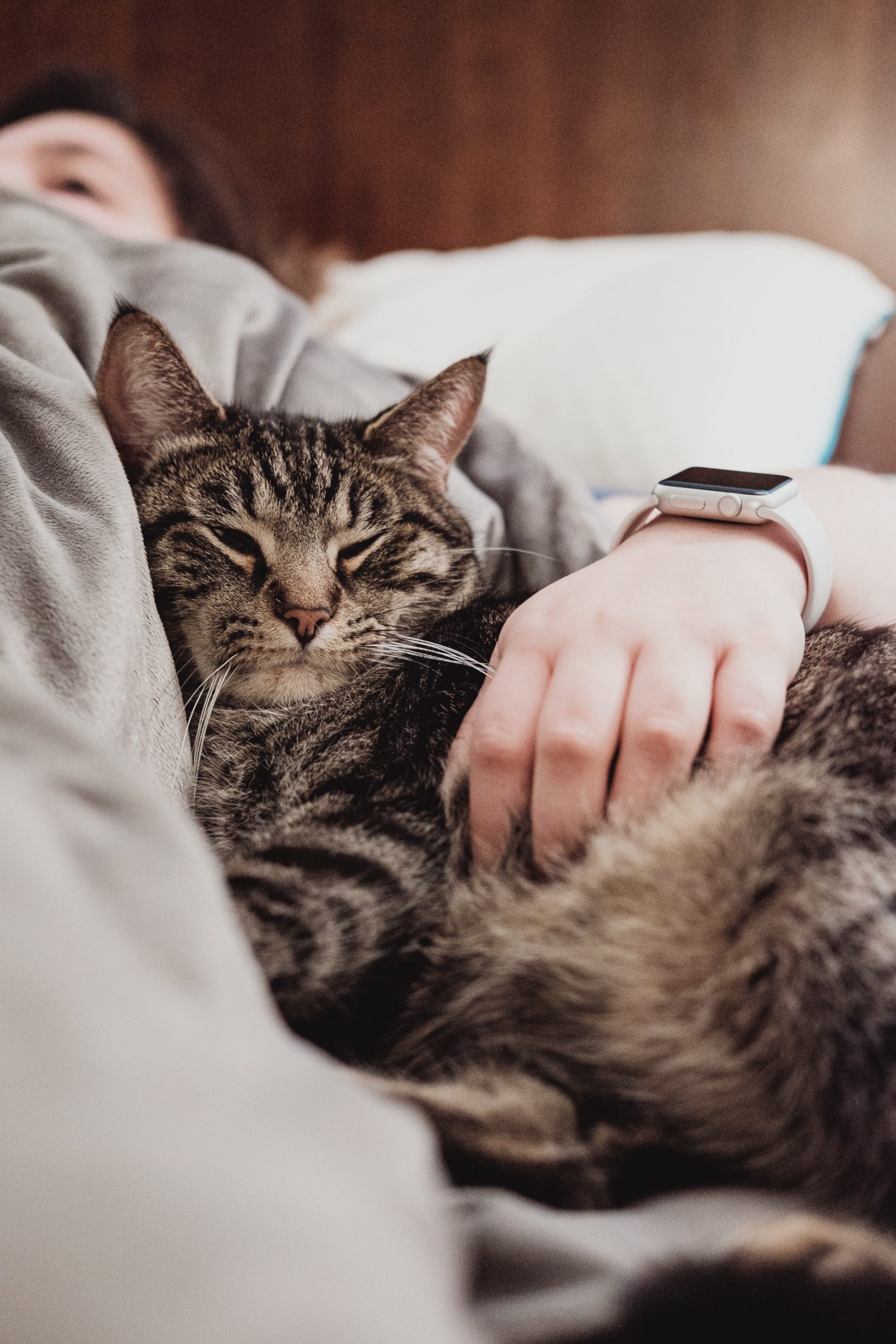 Les troubles alimentaires chez le chat