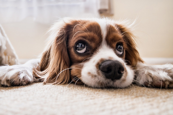 Les troubles de la vision chez le chien sont nombreux. Ils peuvent être présents dès la naissance, se manifester suite à un incident, ou apparaître avec l’âge. C’est pourquoi il faut être vigilant.