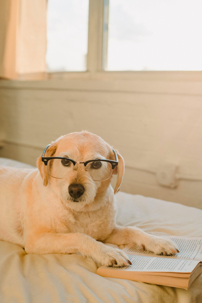 Chien avec lunettes de vue