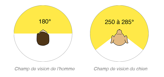 Champ de vision de l'homme VS champ de vision du chien