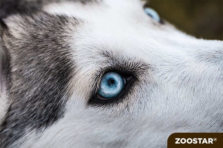 Les yeux et la vision du chien