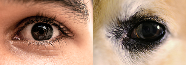 Oeil humain VS Oeil du chien