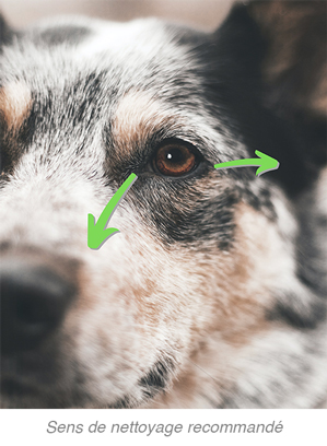 Sens de nettoyage contour des yeux du chien recommandé