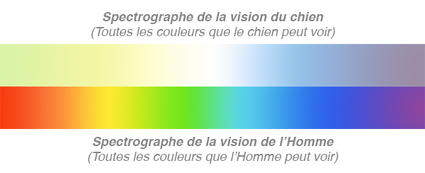 Spectrographe de la vision du chien VS Spectrographe de la vision de l'Homme