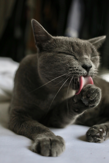 Chat qui se lèche