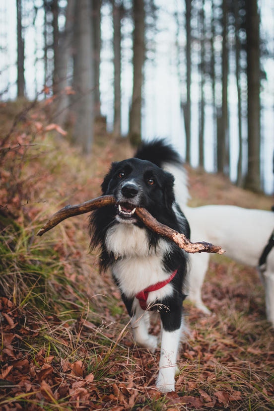 Chien en forêt