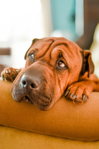 Les chenilles processionnaires peuvent causer des dégâts importants chez le chien