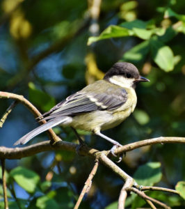 La mésange, une solution naturelle pour se débarasser des chenilles processionnaires