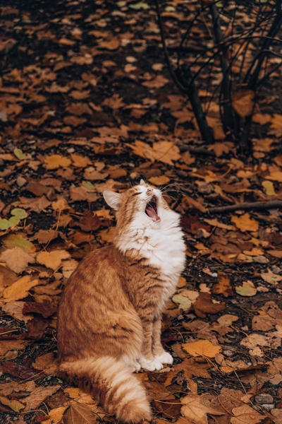 Chat qui miaule