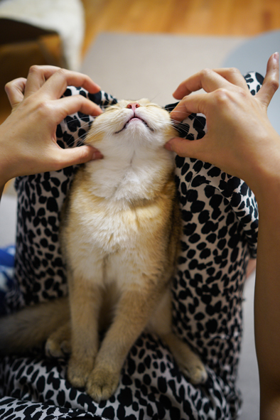 Chat en train de se faire caresser les joues