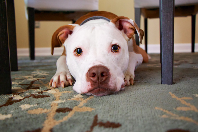 Chien apeuré sous une table