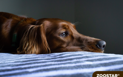 Le stress chez le chien : comment se manifeste-t-il ?