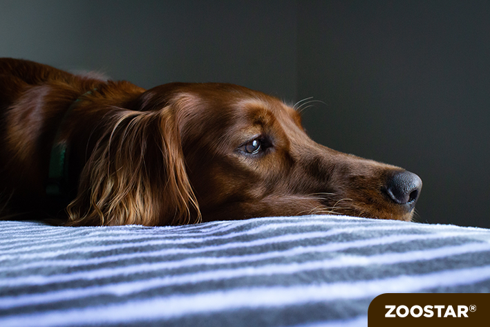 Le stress chez le chien