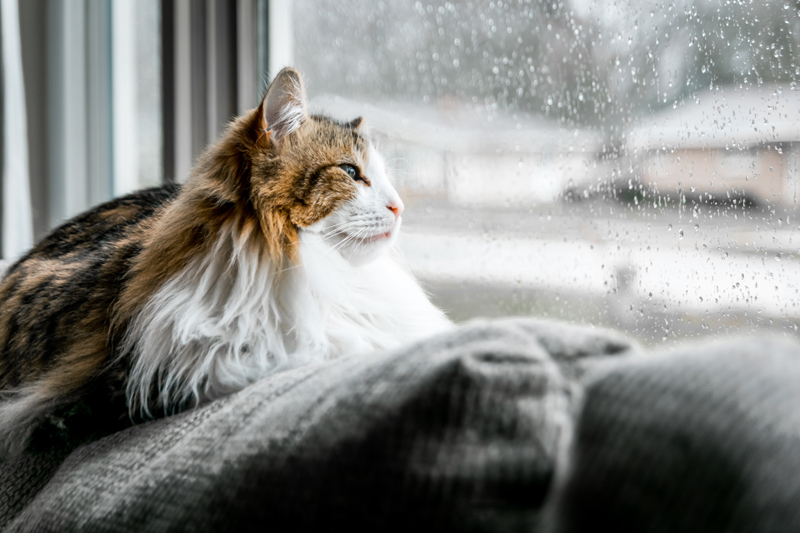 Chat derrière une fenêtre