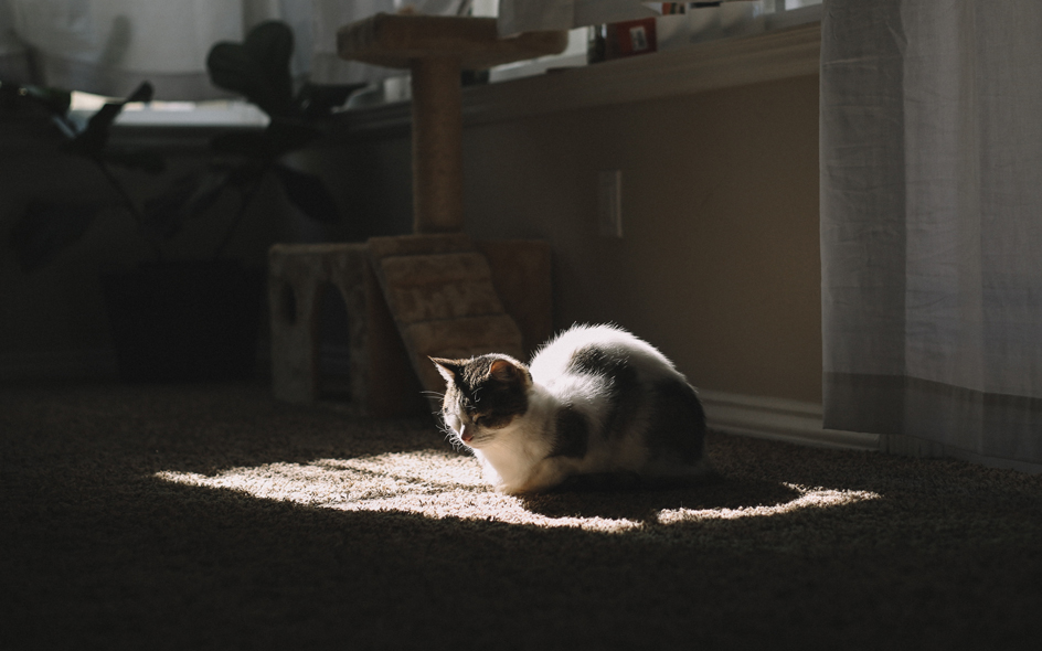 Chat en intérieur, dormant dans un carré ensoleillé