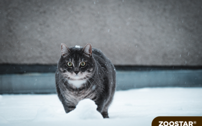 Pourquoi mon chat grossit pendant l’hiver ?