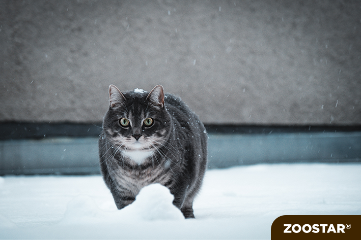 Pourquoi mon chat grossit pendant l'hiver