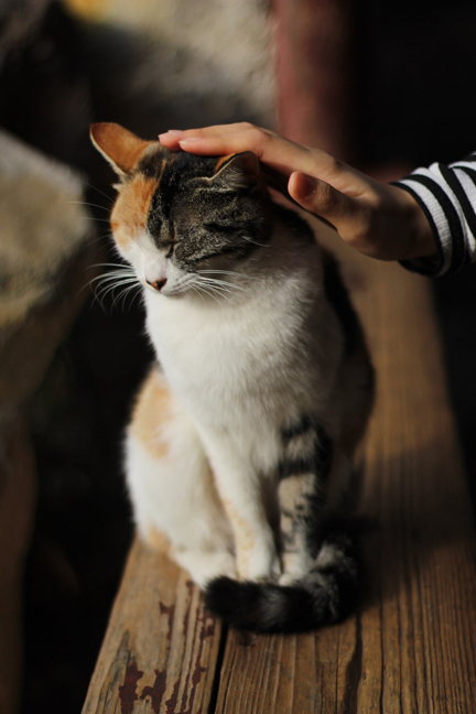 Chat qui se fait caresser la tête