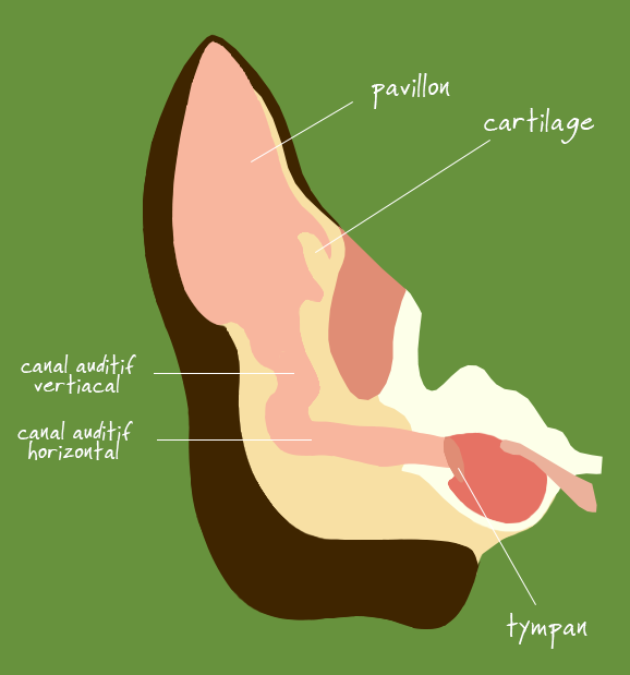 Anatomie de l’oreille du chien (schéma simplifié)