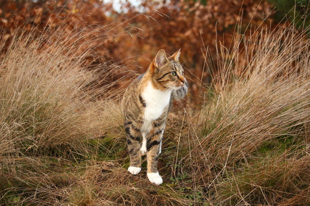 Chat dans des hautes herbes