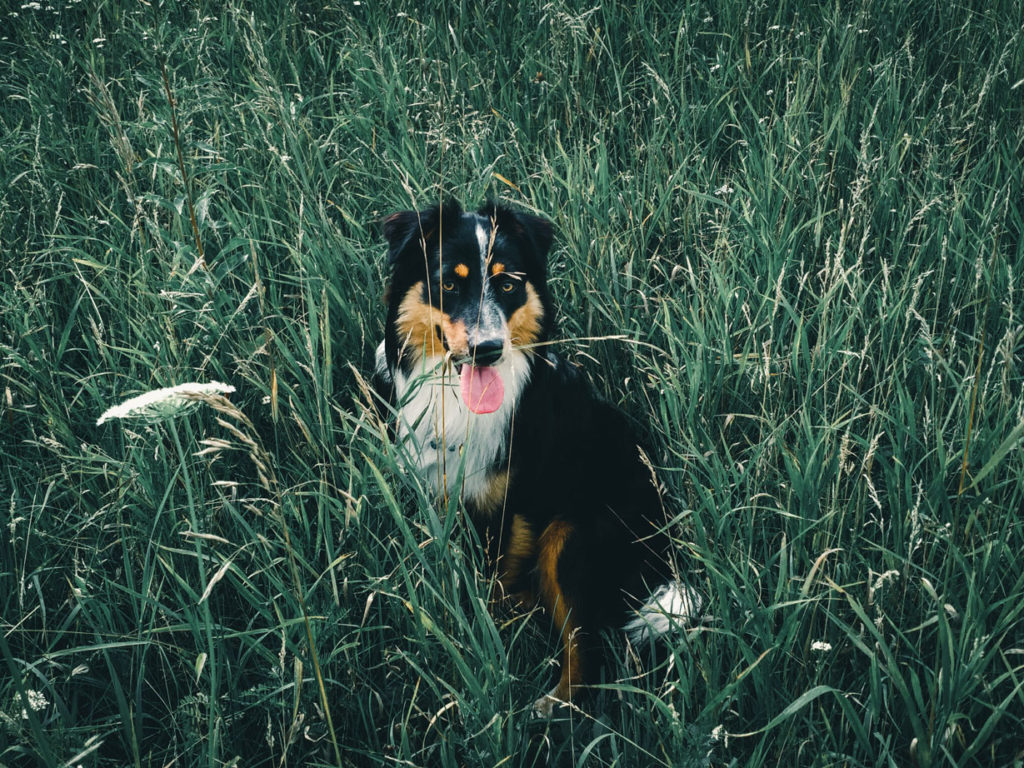 Chien dans les hautes herbes